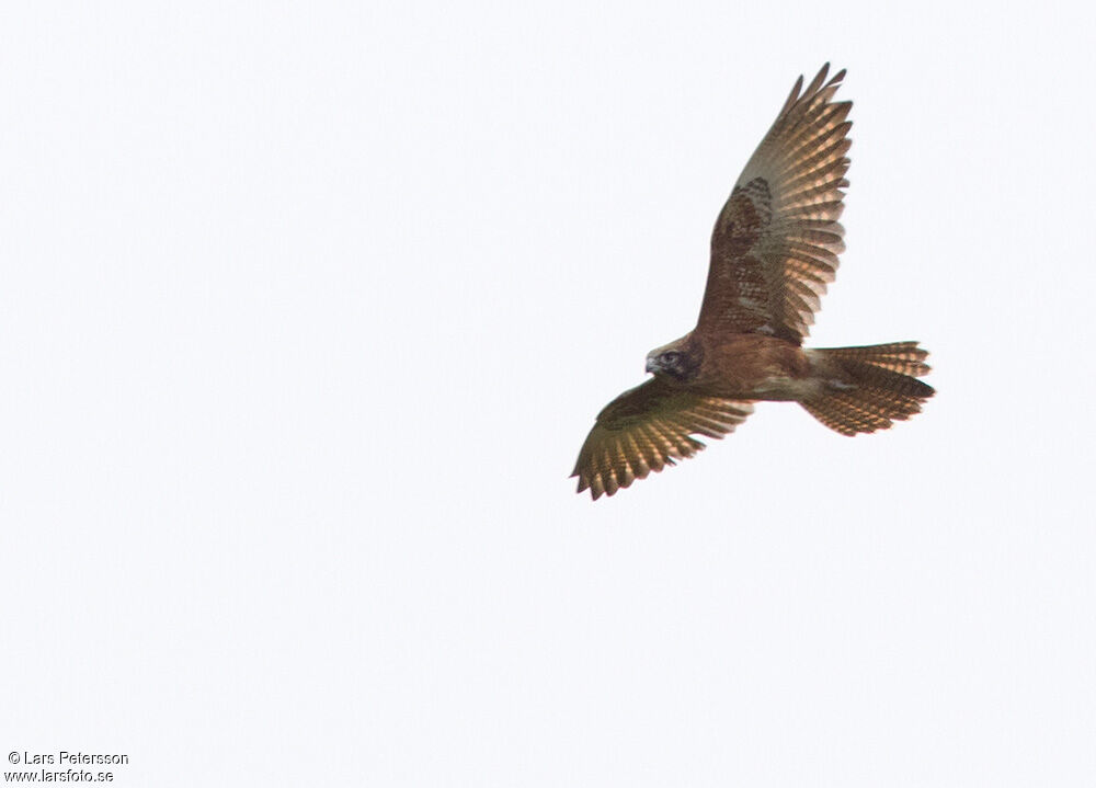 Brown Falcon