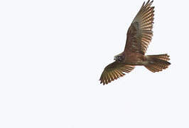 Brown Falcon