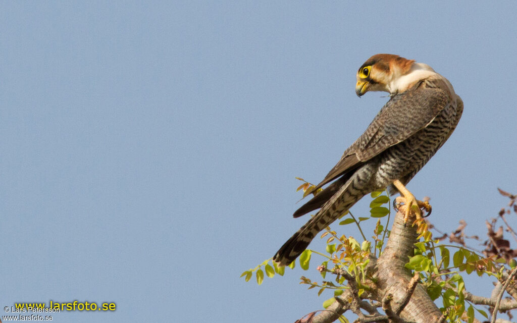 Red-necked Falcon