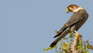 Red-necked Falcon