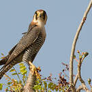 Faucon chicquera