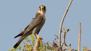 Red-necked Falcon