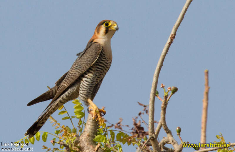 Red-necked Falconadult, identification