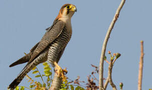 Red-necked Falcon