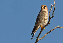 Red-necked Falcon