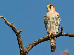 Red-necked Falcon