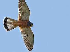 Common Kestrel