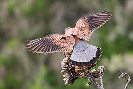 Common Kestrel