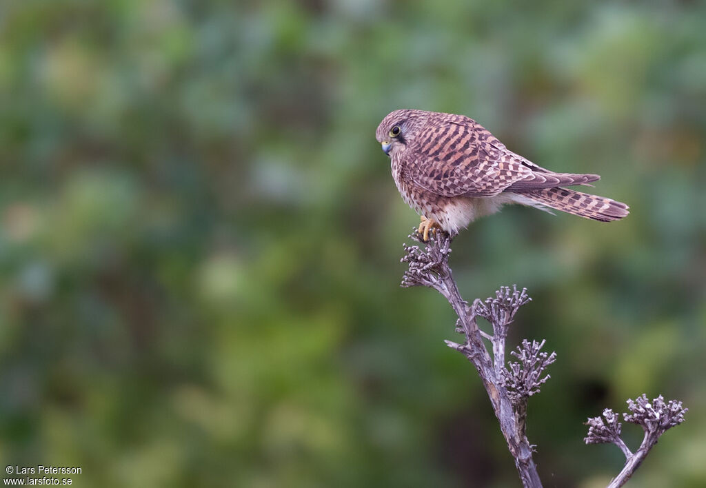 Common Kestrel