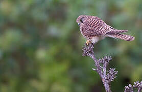 Common Kestrel