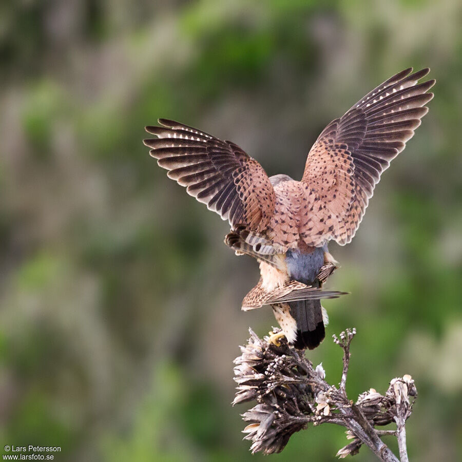 Common Kestrel