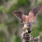 Common Kestrel