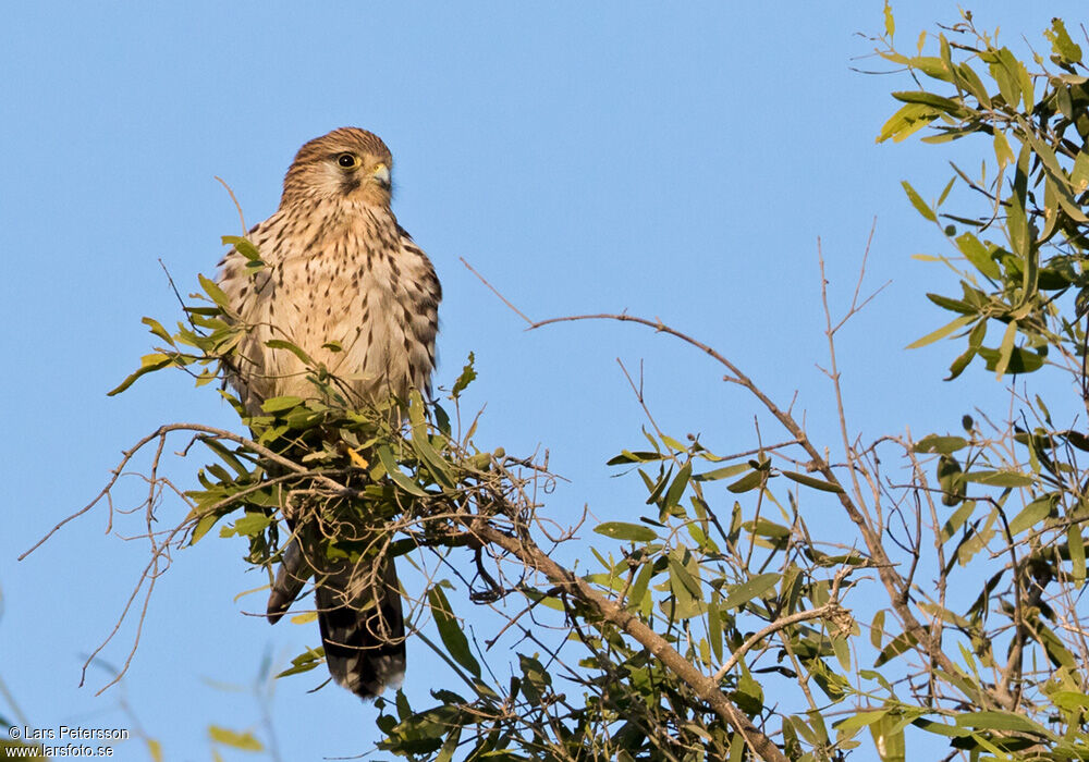 Faucon crécerelle