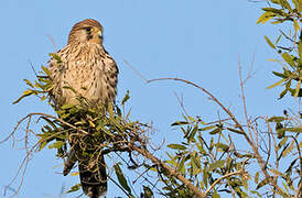 Common Kestrel