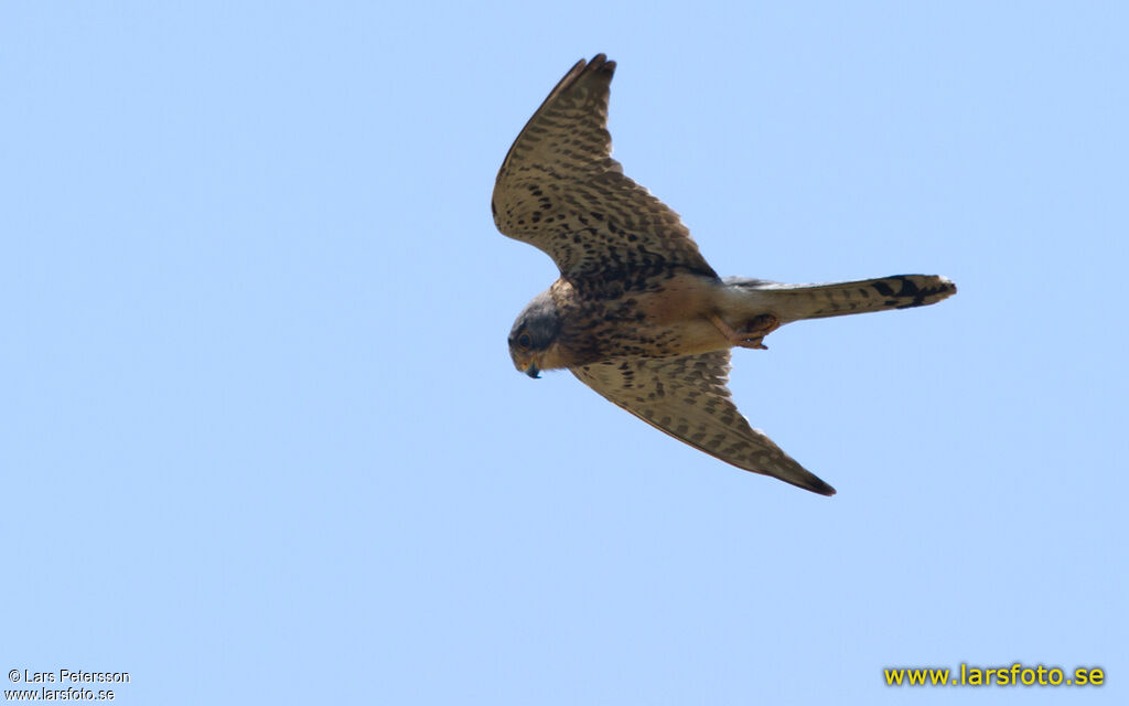 Common Kestrel