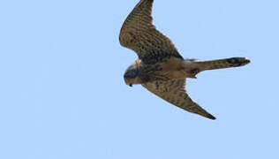 Common Kestrel