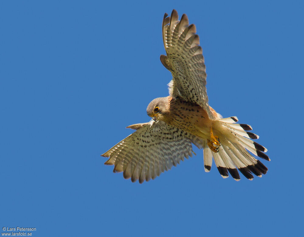 Common Kestrel