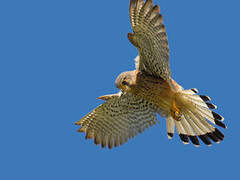 Common Kestrel