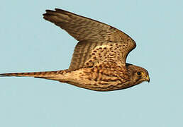 Common Kestrel