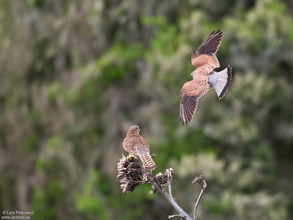 Common Kestrel