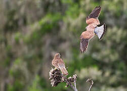 Common Kestrel