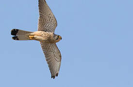 Common Kestrel