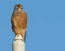 Common Kestrel