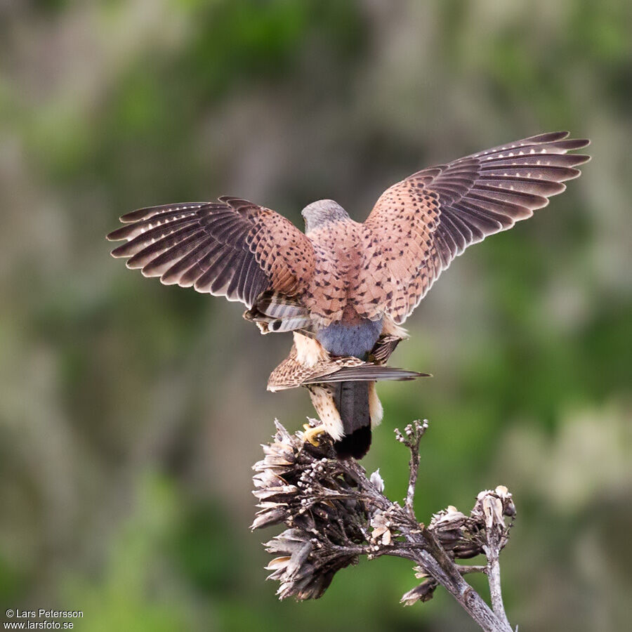 Common Kestrel