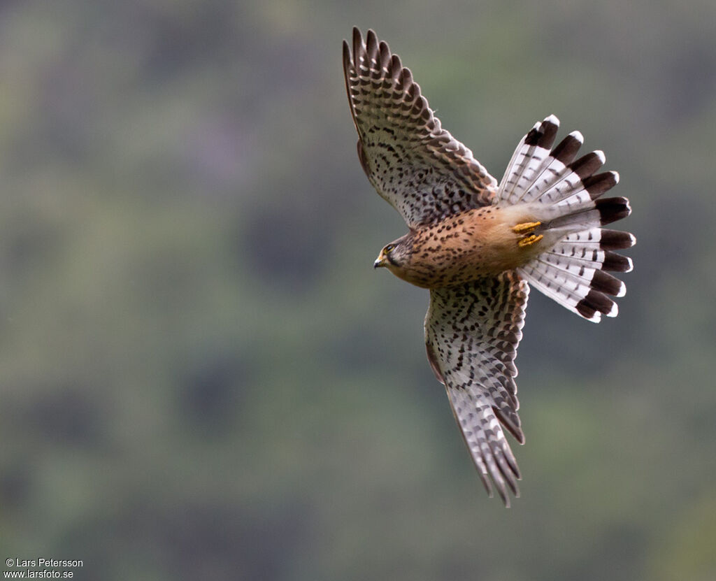 Faucon crécerelle