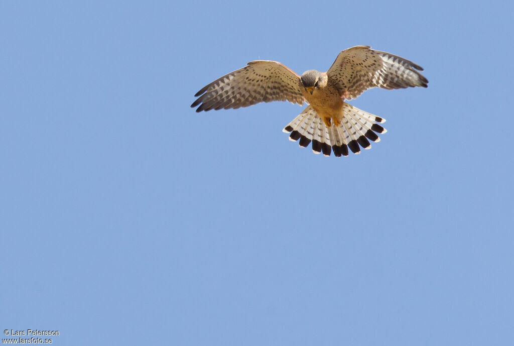 Common Kestrel