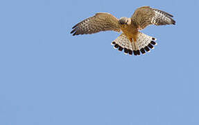 Common Kestrel