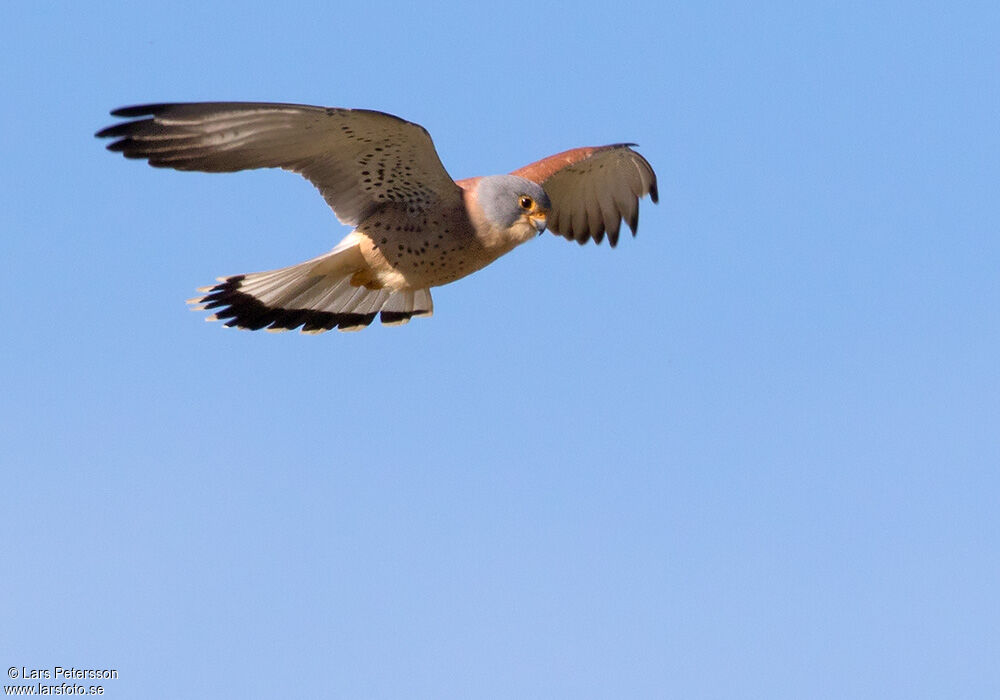 Lesser Kestrel