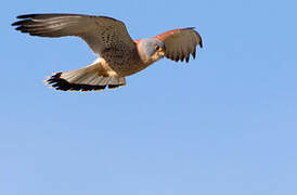 Lesser Kestrel