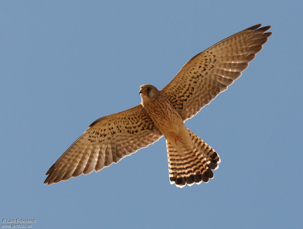 Lesser Kestrel