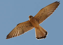 Lesser Kestrel