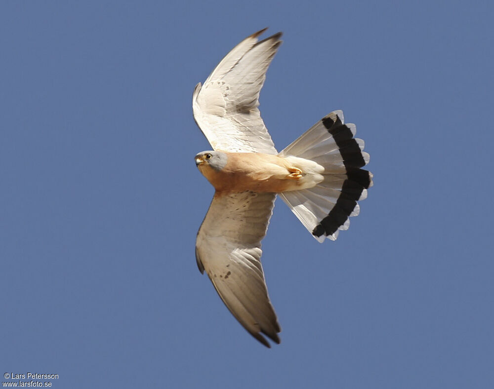 Lesser Kestrel