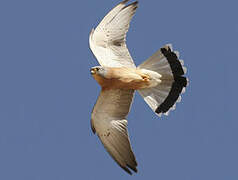 Lesser Kestrel