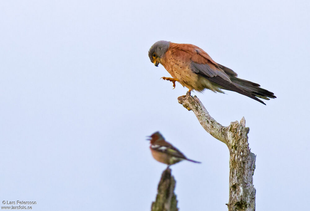 Lesser Kestrel