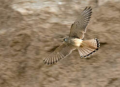 Lesser Kestrel