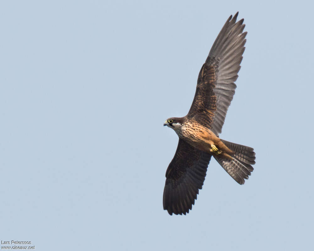 Eleonora's Falcon, pigmentation, Flight