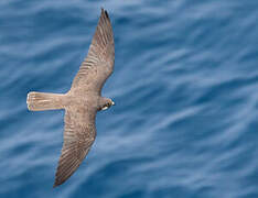 Eleonora's Falcon