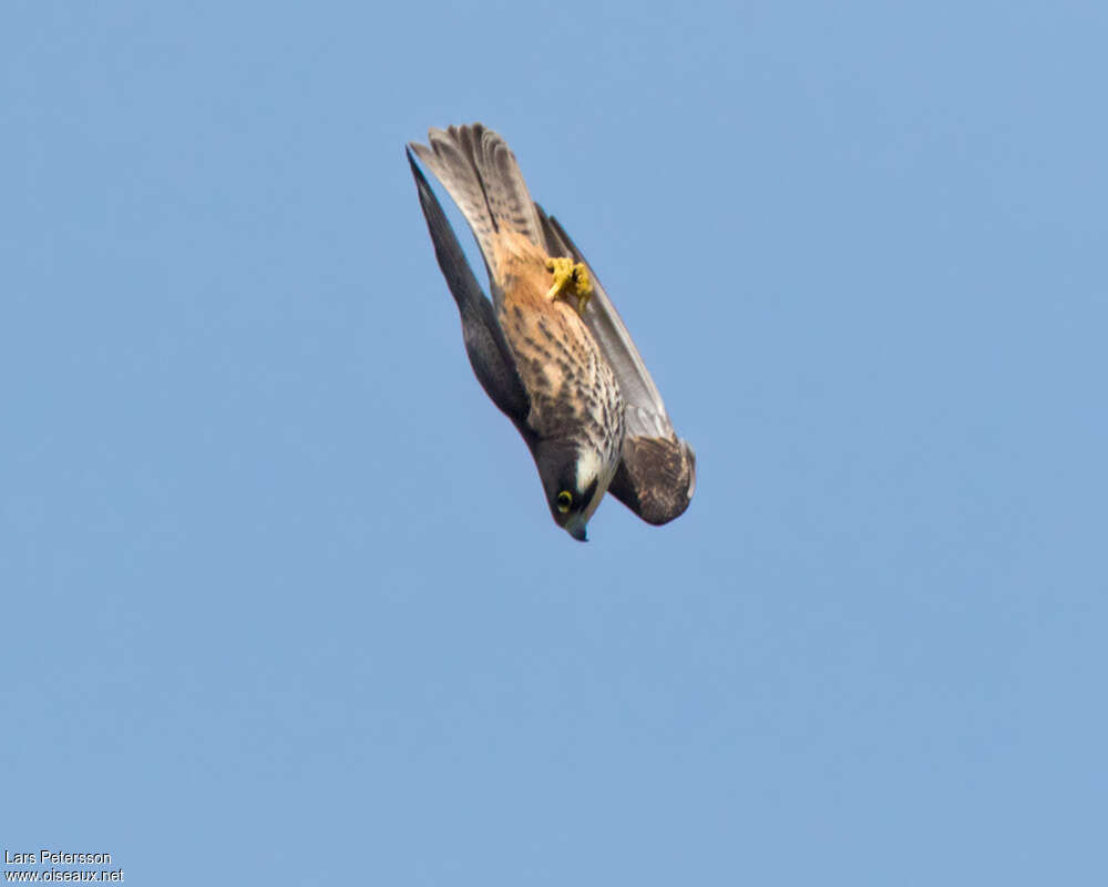 Eleonora's Falconadult, Flight