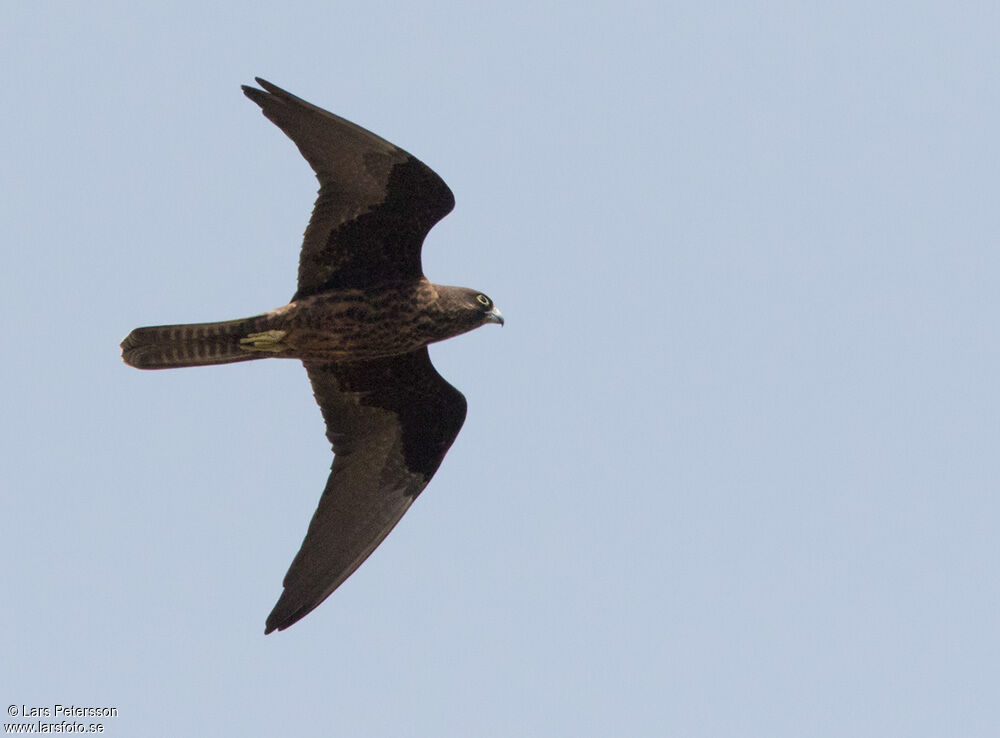 Eleonora's Falcon