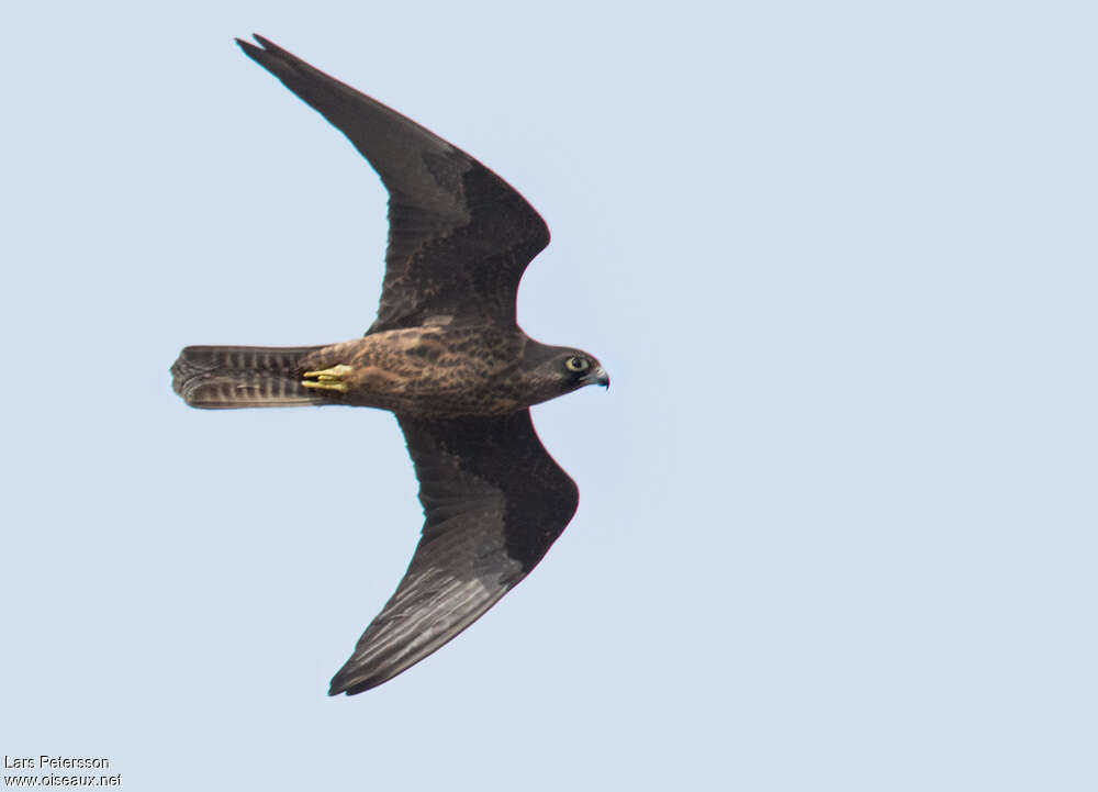 Eleonora's Falconimmature, pigmentation, Flight