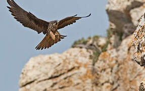 Eleonora's Falcon