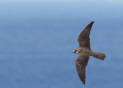 Eleonora's Falcon