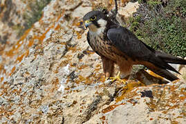 Eleonora's Falcon