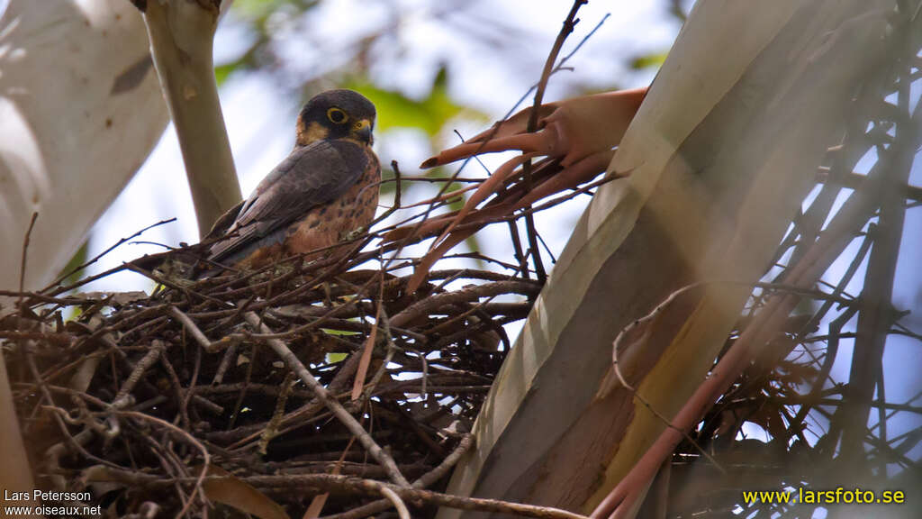 African Hobbyadult, Reproduction-nesting