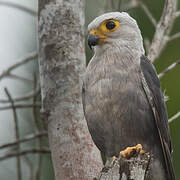 Dickinson's Kestrel