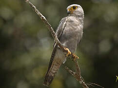 Dickinson's Kestrel